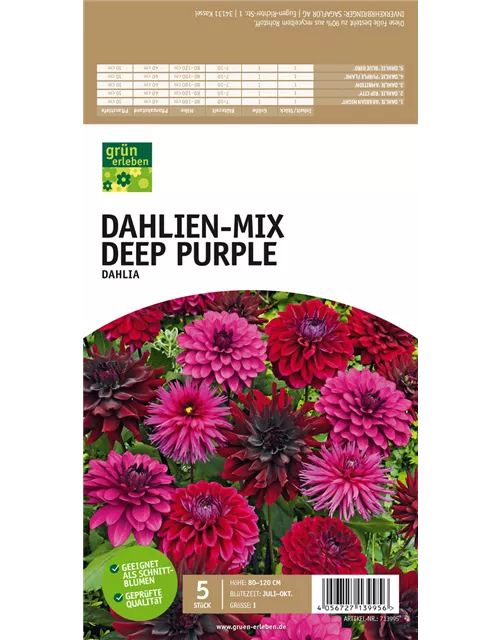 Dahlien-Mischung purpur