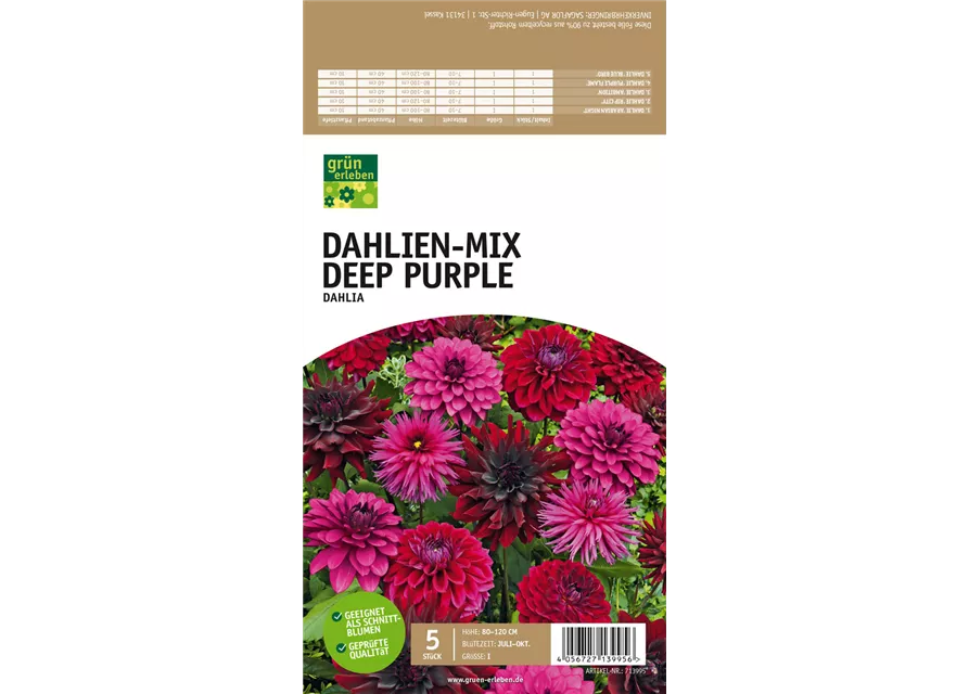 Dahlien-Mischung purpur