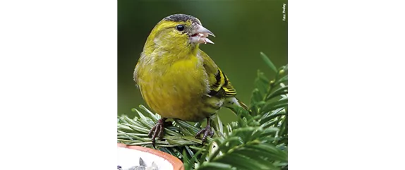 TIPPS ZUR WINTERVOGELFüTTERUNG!