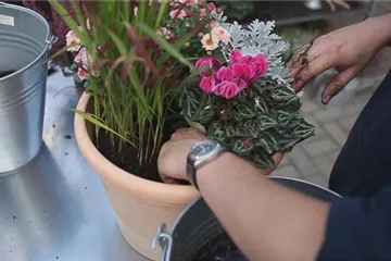 Blumenkübel - Bepflanzung für den Herbst