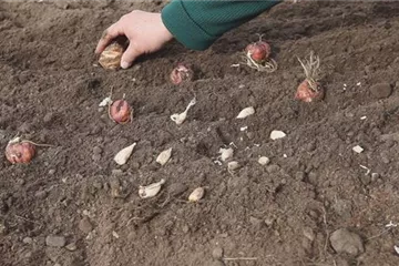 Blumenzwiebeln - Einpflanzen im Garten