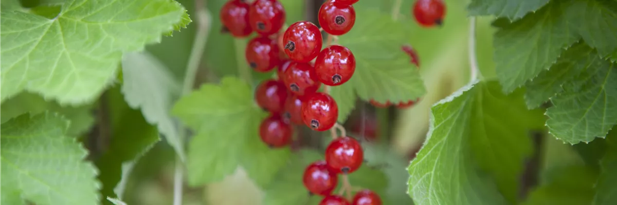 Ribes rubrum