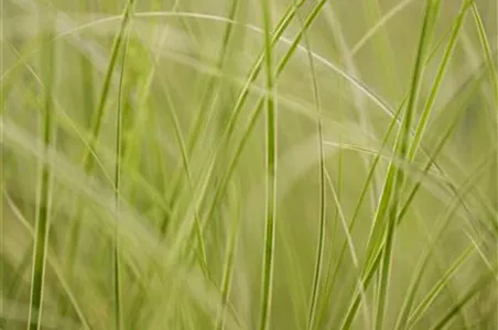 WIE GRäSER DEN GARTEN AUFWERTEN!
