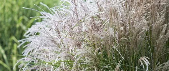 WIE GRäSER DEN GARTEN AUFWERTEN