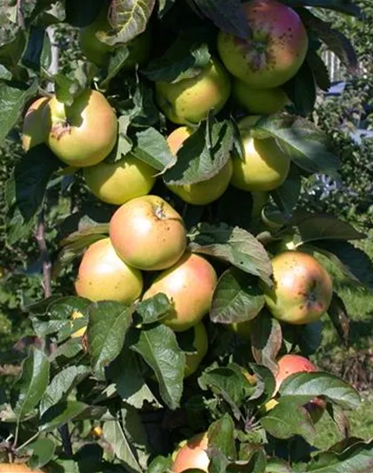 STREUOBSTWIESE - GESUNDHEIT ZUM SELBERPFLüCKEN