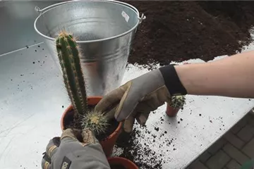 Kakteen - Einpflanzen in ein Gefäß