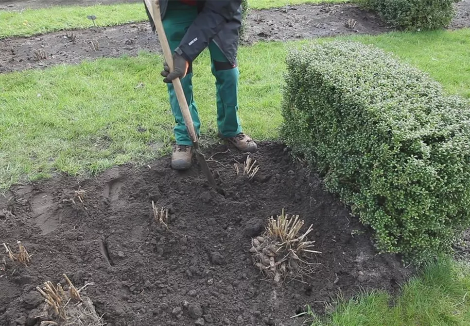 Dahlien - Einpflanzen im Garten