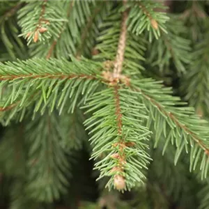 FICHTE ALS WEIHNACHTSBAUM