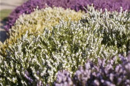DER HEIDEGARTEN!
