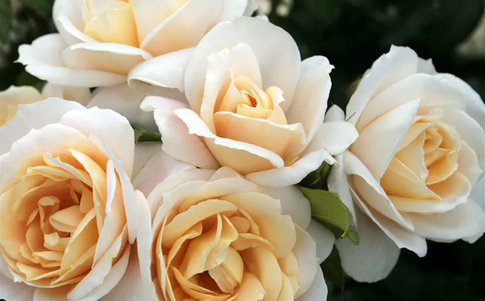 KAUFEN - WO ES WÄCHST