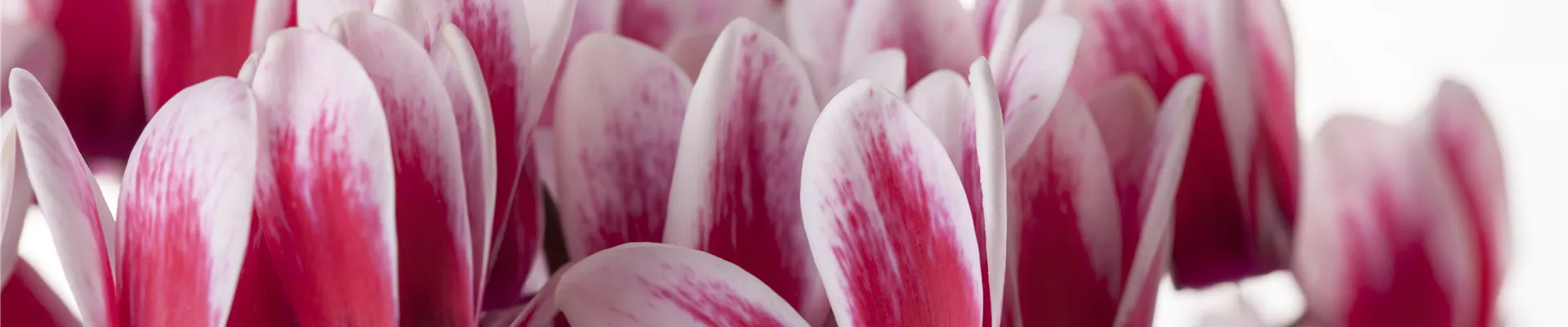 Cyclamen coum 'Shine Red'