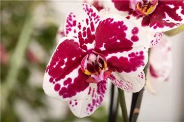 DAS GROSSE ORCHIDEEN EINMALEINS!