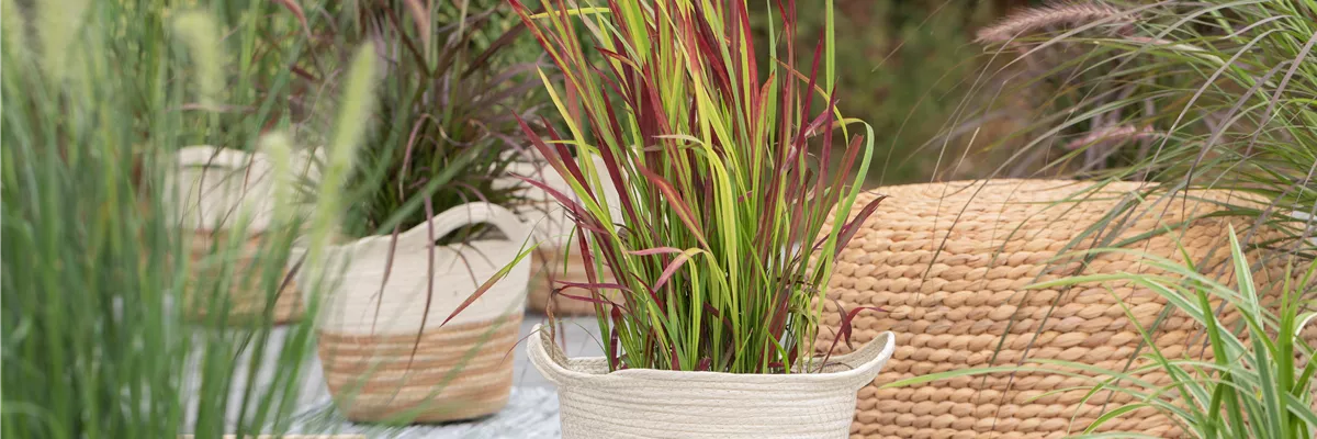 Imperata cylindrica 'Red Baron'