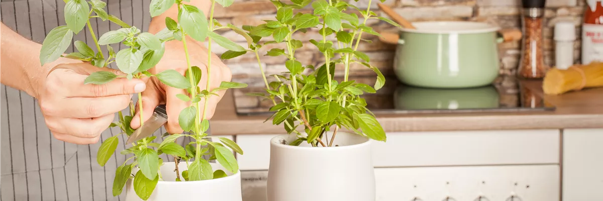 Kräuterküche mit Person