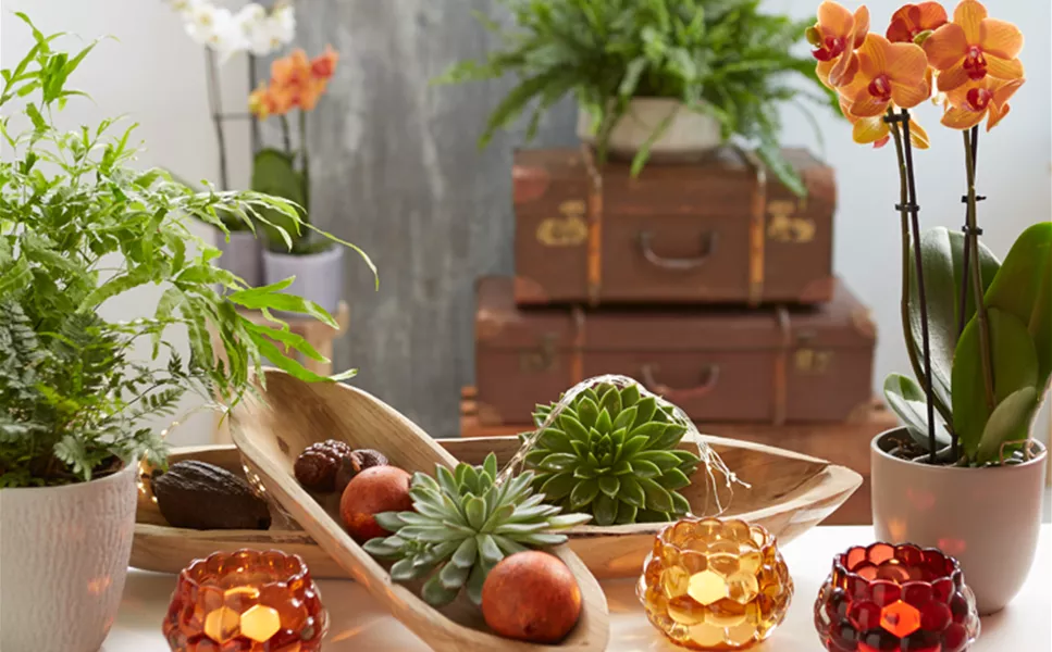 Aktuelles - Die besten Dekotipps!