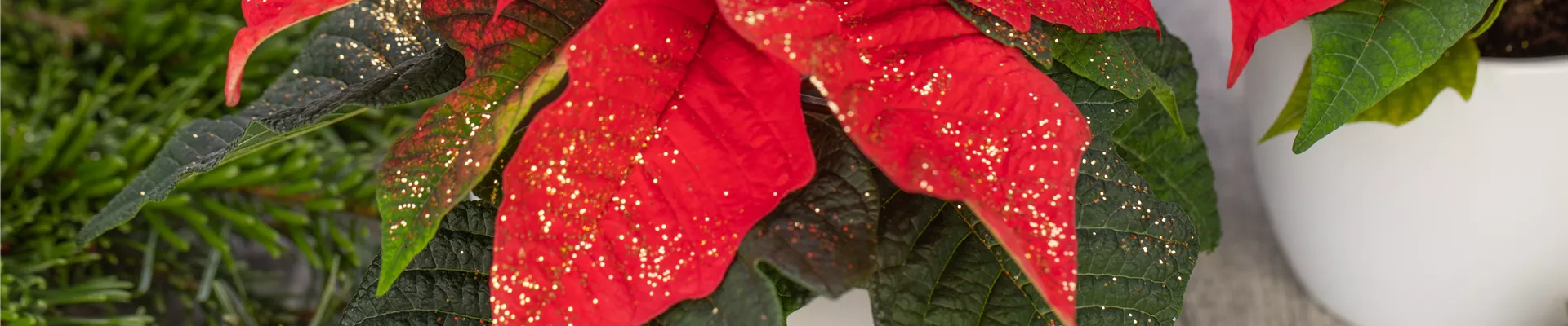 Euphorbia pulcherrima, rot