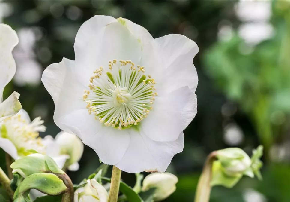 ZAUBERHAFTE CHRISTROSEN