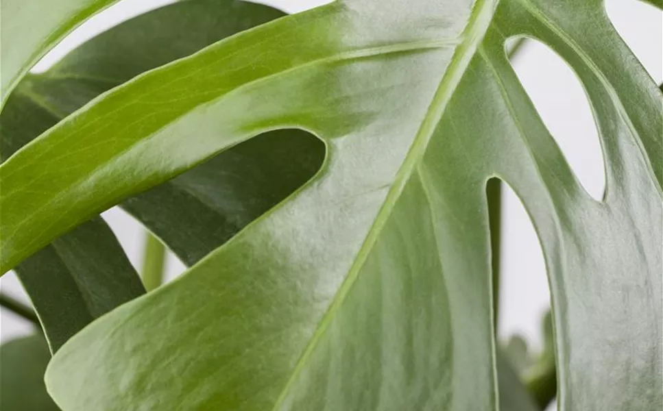 Zimmerpflanzen - Blätter und Blüten