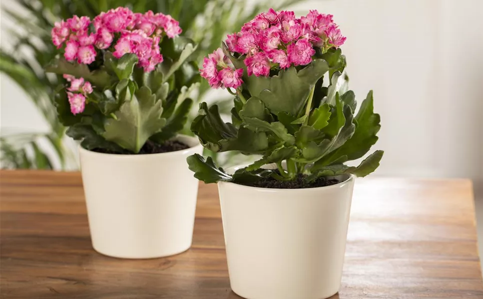 Blühpflanzen - Hübsche Blüten im Haus!