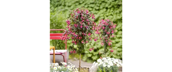 GARTEN-FEELING FüR DEN BALKON