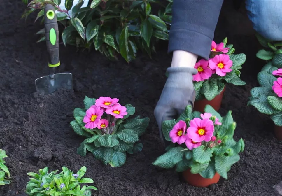 PRIMELN - EINPFLANZEN IM GARTEN