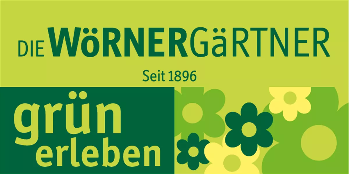 stechpalme dark green Japanische Stechpalme 'Dark Green'® - Ilex crenata dark green