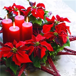 ZAUBERHAFTE WEIHNACHTSSTERNE!