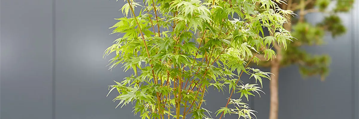 FERNöSTLICHES FLAIR!