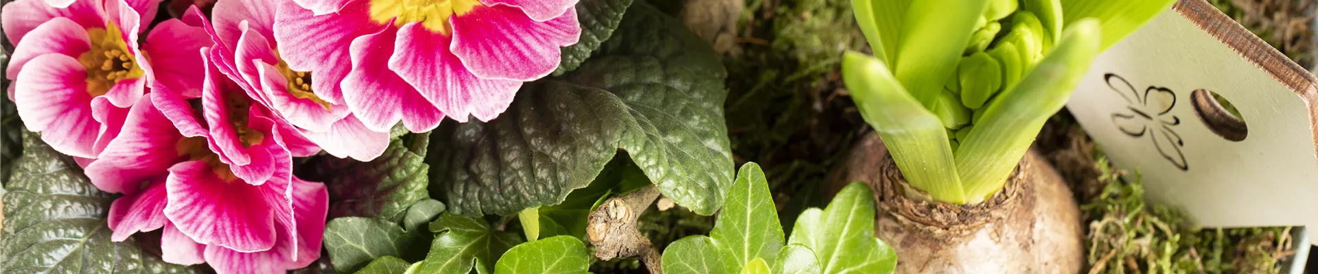 Arrangement mit Primel, Efeu und Hyazinthe