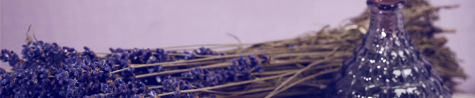 Lavandula angustifolia