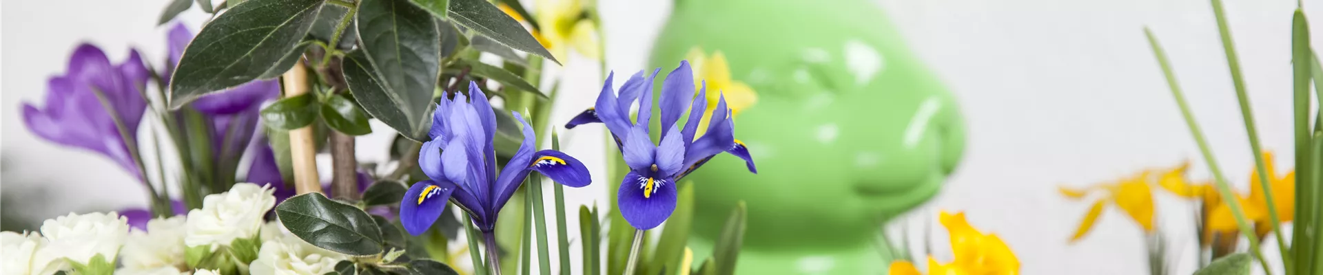 Iris reticulata