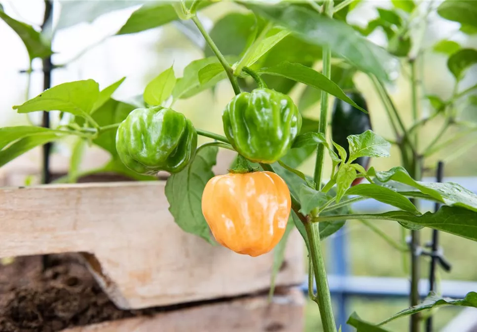 ROTES GEMüSE IST BESONDERS GESUND!