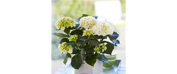 PFLANZE DES MONATS MÄRZ: ZIMMER-HORTENSIE