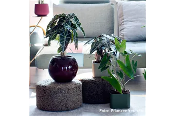 IN DIE TöPFE, FERTIG, LOS!