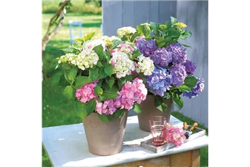 BLüHENDE HORTENSIEN!