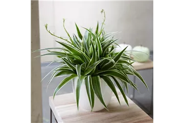 WIE GEHT... LUFTVERBESSERUNG?