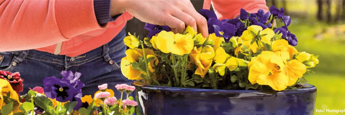 BUNTE FRÜHLINGSBLÜHER FÜR DRAUßEN 