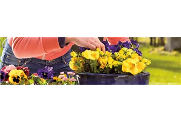 BUNTE FRÜHLINGSBLÜHER FÜR DRAUßEN 