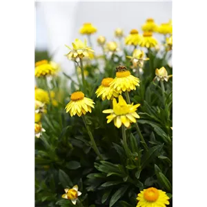PFLANZE DES MONATS MAI: STROHBLUME