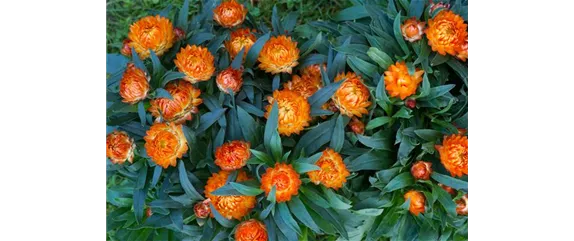PFLANZE DES MONATS MAI: STROHBLUME
