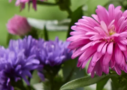Aster