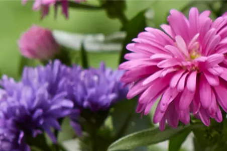 Aster