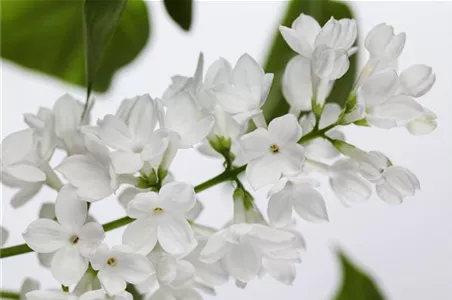 FLIEDER - EINPFLANZEN IM GARTEN