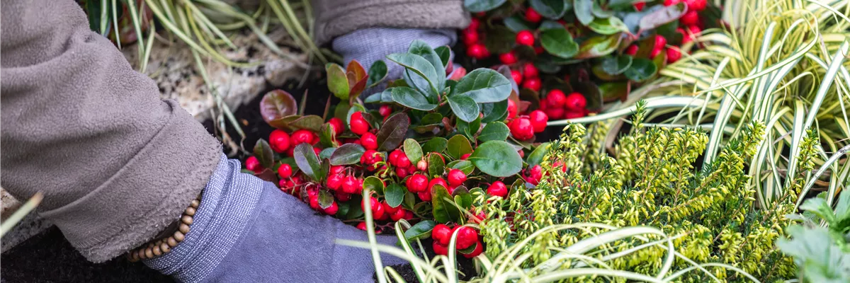 Grabgestaltung - Grab bepflanzen