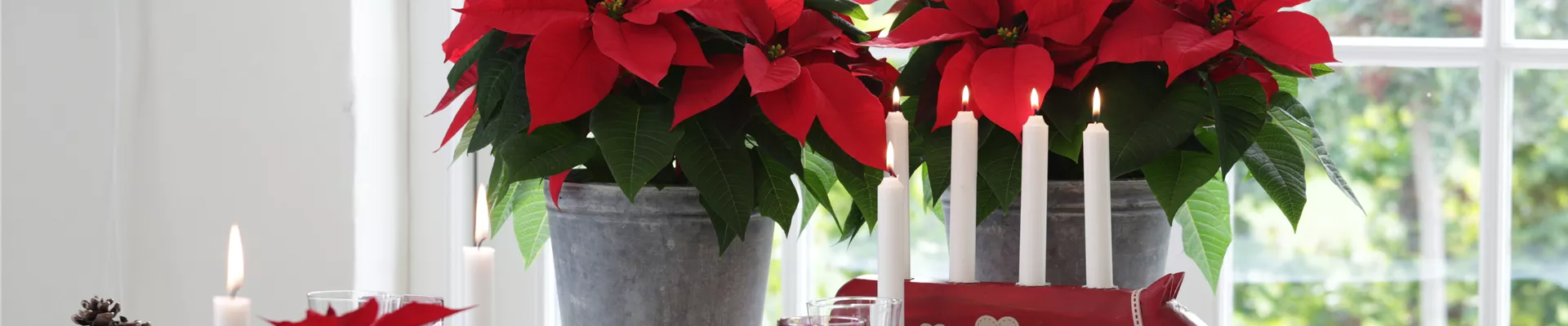 BLüHENDE GESCHENKIDEEN!