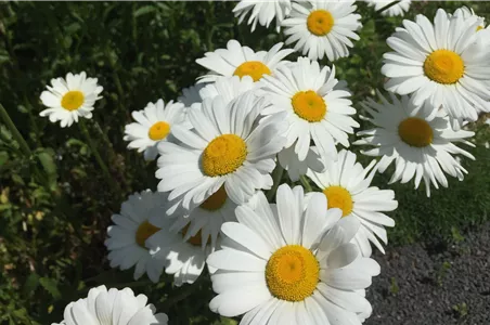 Sommermargerite