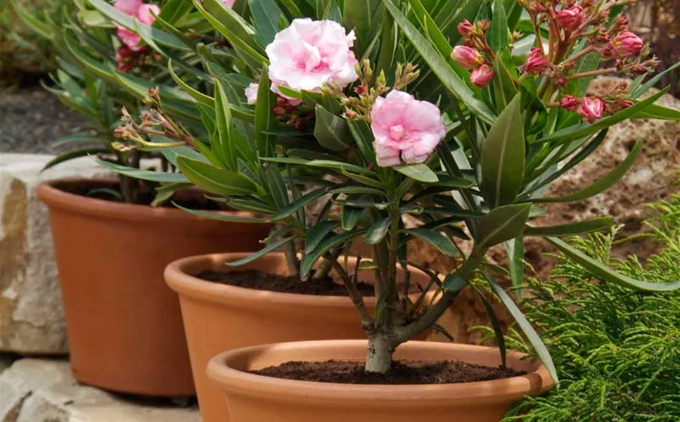 Eine Augenweide - von den wörnergärtnern