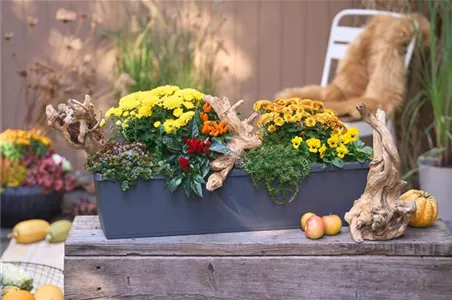 DER HERBST IM KASTEN!
