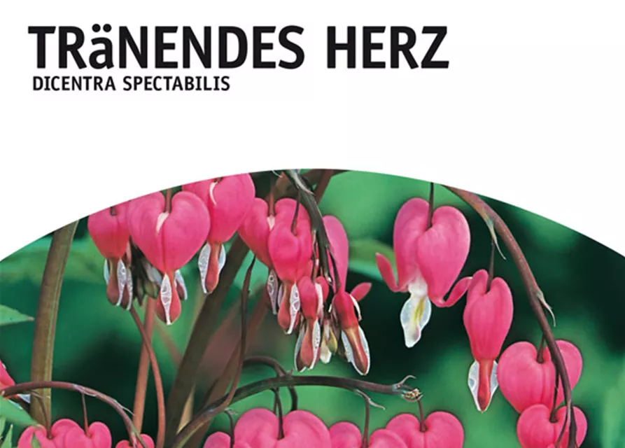 Tränendes Herz