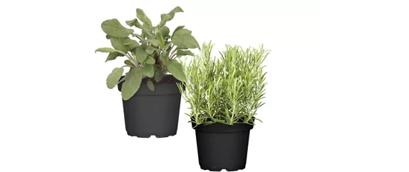 SOMMERKüCHE IM GRüNEN! 